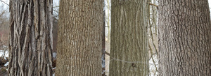 oak bark.jpg